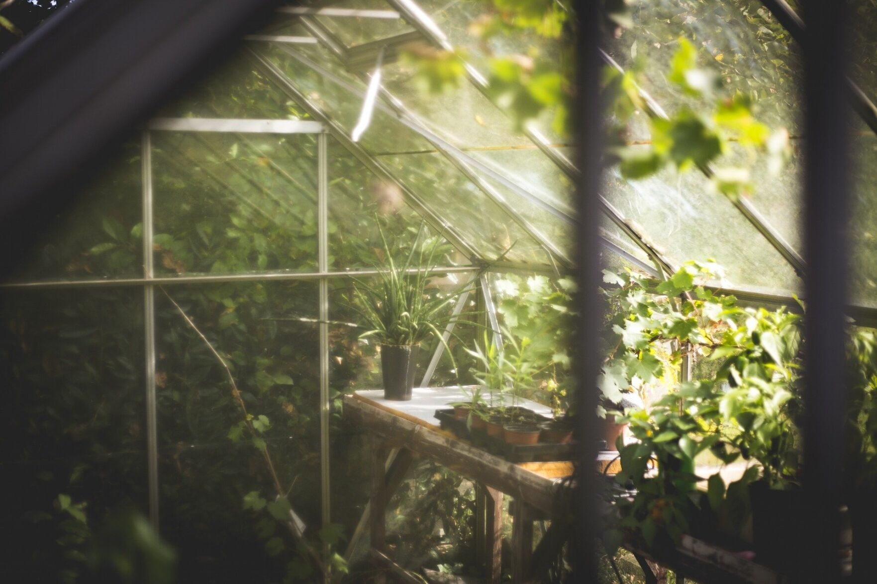 Plants